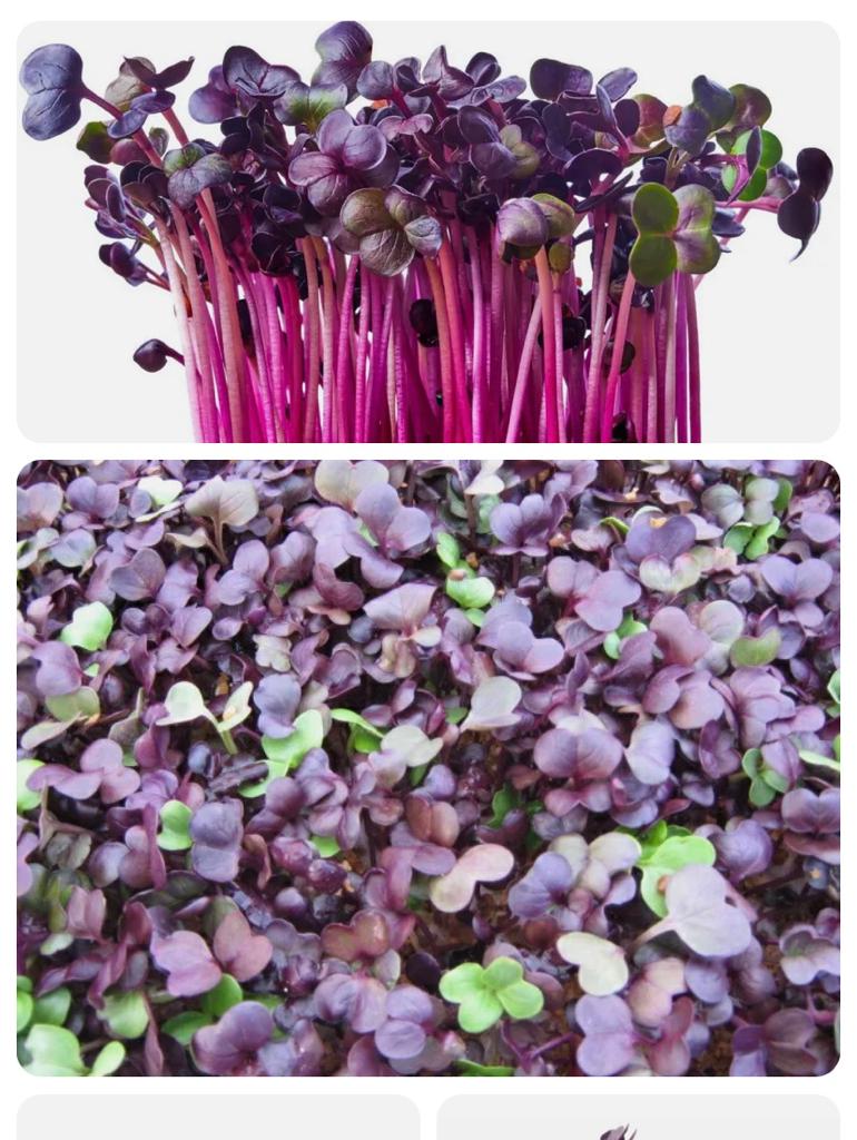 Organic Mini Greens  80g Image